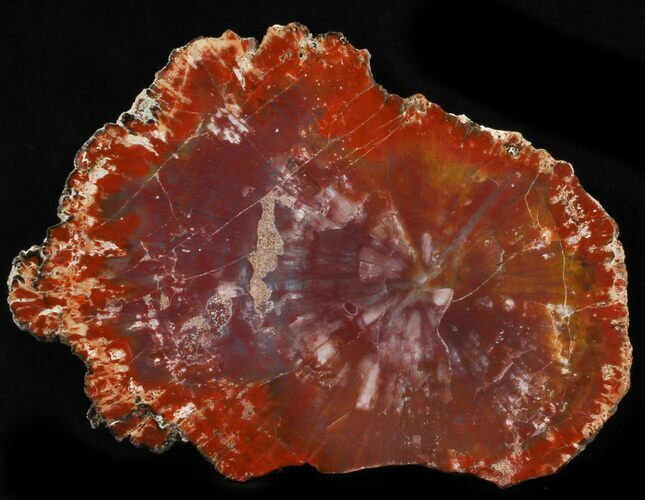 Brilliant Red/Purple Arizona Petrified Wood Slab - #35678